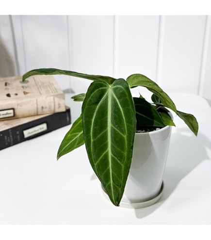 Amazon｜アンスリウム ワロクアーナム 4.5号 アーバンジャングル